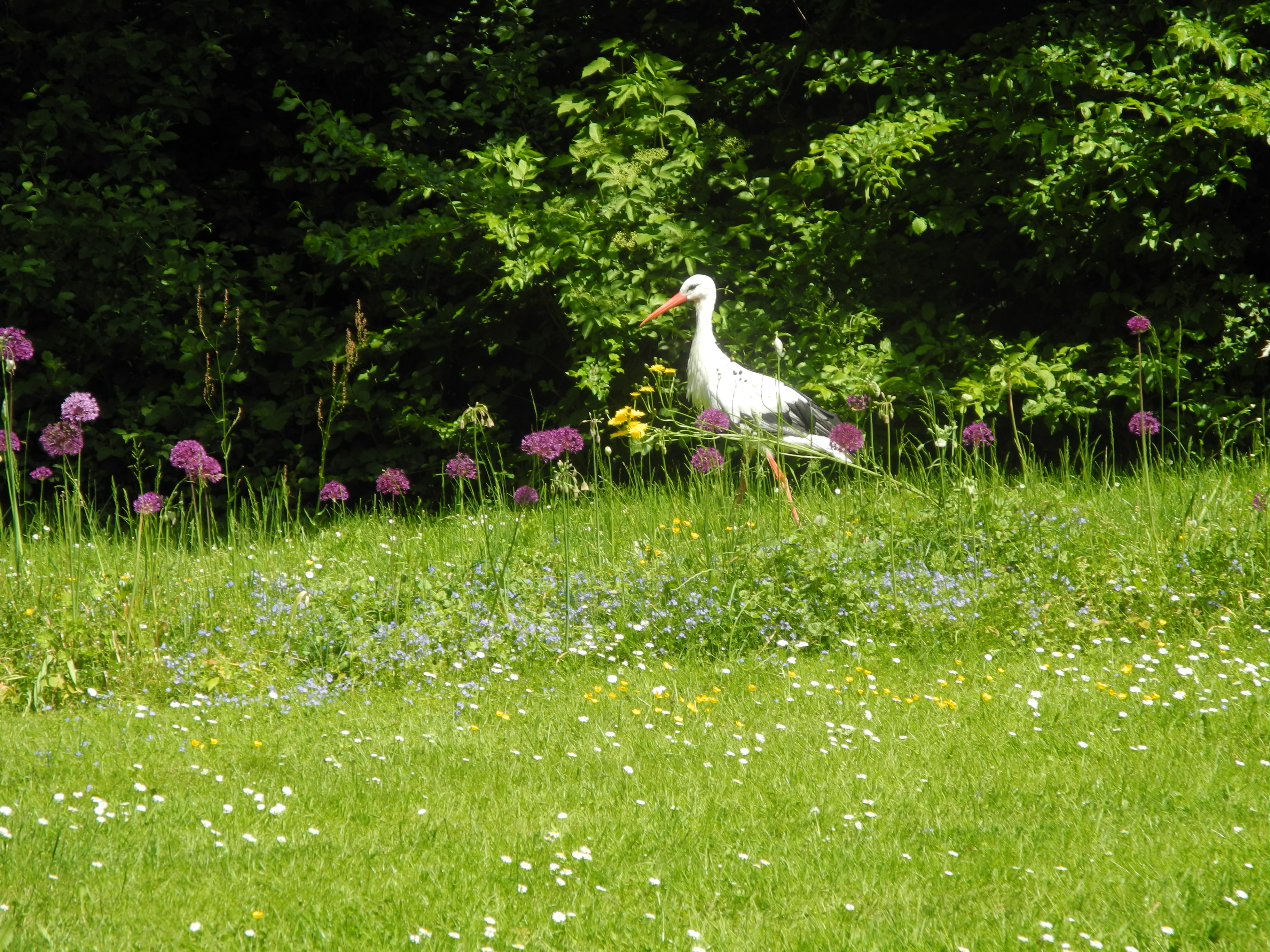 Storch Johannisberg